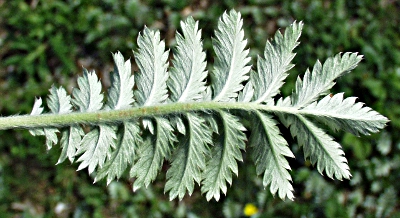 G�nse-Fingerkraut, Blattunterseite