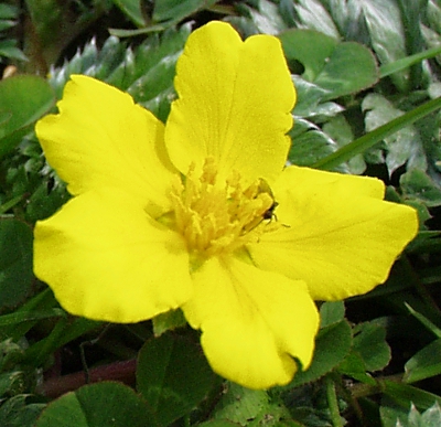 G�nse-Fingerkraut, Bl�te