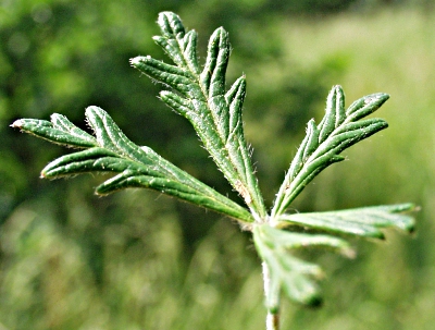 Silber-Fingerkraut, Blattoberseite