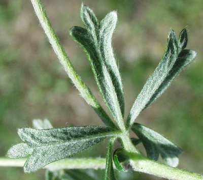 Silber-Fingerkraut, Blatunterseite