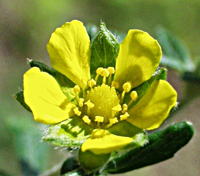 Silber-Fingerkraut, Bl�te