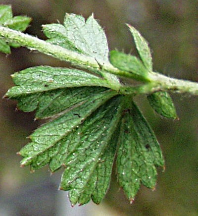 Blutwurz, Blattunterseite