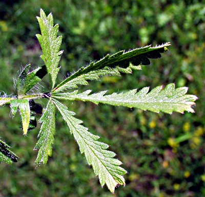 Hohes Fingerkraut, Blatt