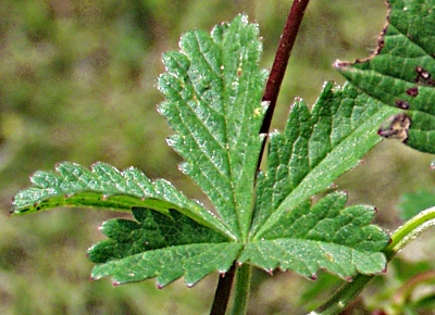 Kriechendes Fingerkraut, Blatt
