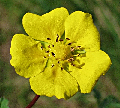 Kriechendes Fingerkraut, Bl�te