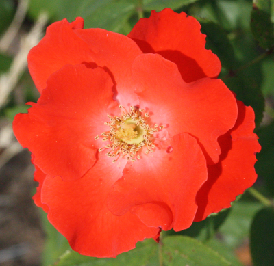Rosa spec., Gartenrose