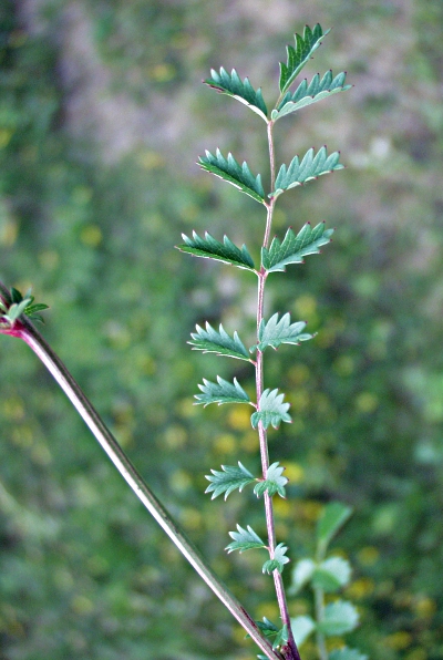 Kleiner Wiesenknopf, Blatt