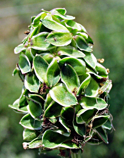 Kleiner Wiesenknopf, verbl�ht