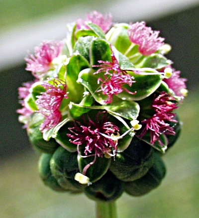 Kleiner Wiesenknopf, Bl�tenstand