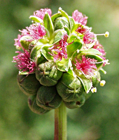 Sanguisorba minor, Kleiner Wiesenknopf, Pimpinelle