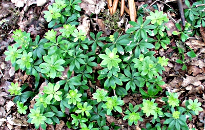 Waldmeister, Bl�tter