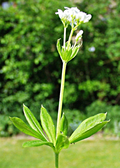 Waldmeister, Habitus
