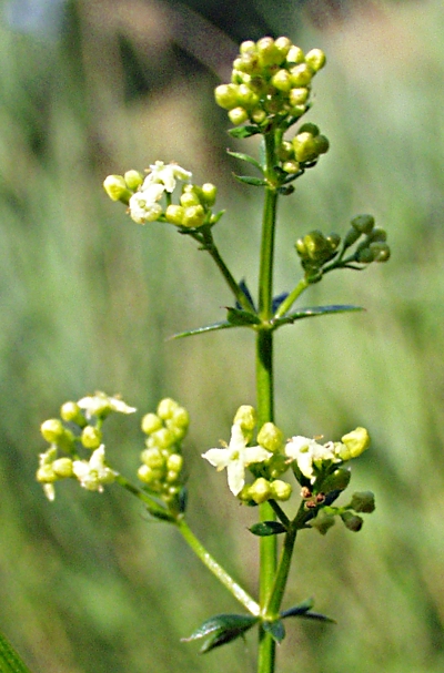 Wei�gelb-Labkraut, Bl�tenstand