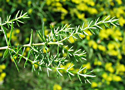 Echtes Labkraut, Bl�tter