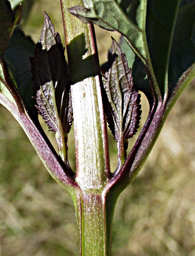 Scrophularia nododa, Knotige Braunwurz, Stngel