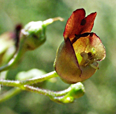 Scrophularia nodosa, Scrophularia nodosa, Blüte