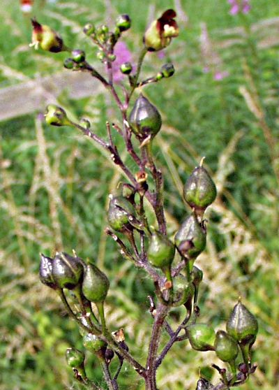 Scrophularia nodosa, Knotige Braunwurz, Frchte