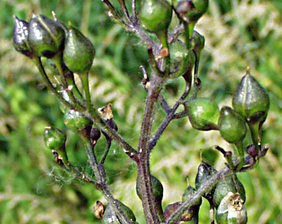 Scrophularia nodosa, Knotrige Braunwurz, Früchte