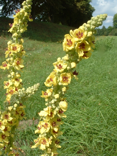 Schwarze Knigskerze, Bltenstand