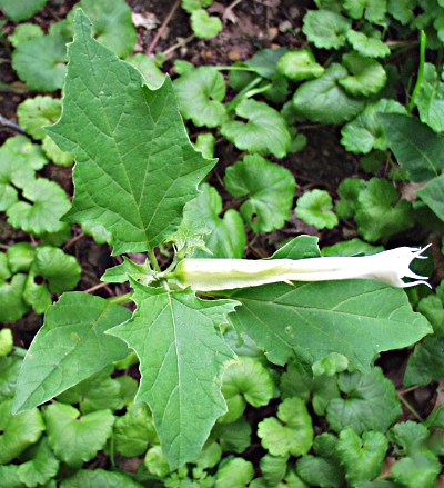 Gew�hnlicher Stechapfel