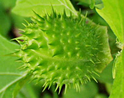 Gew�hnlicher Stechapfel, Frucht