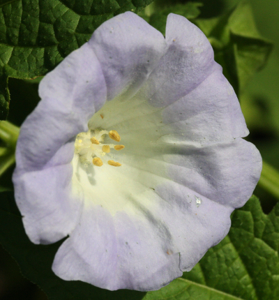 Nicandra physaloides, Giftbeere