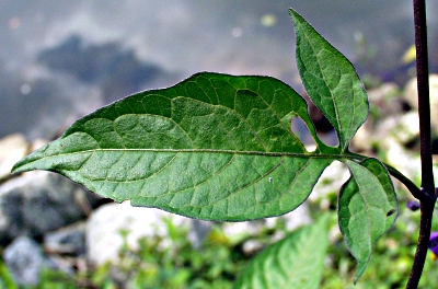 Bitters��er Nachtschatten, Blatt