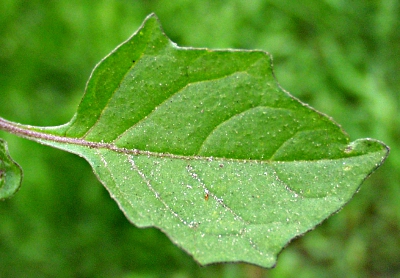 Solanum nigrum, Schwarzer Nachtschatten, Blatt