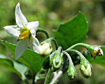Solanum nigrum, Schwarzer Nachtschatten, Blten