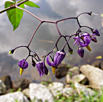 Bitters��er Nachtschatten, Bl�ten