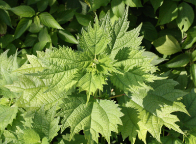Boehmeria platanifolia