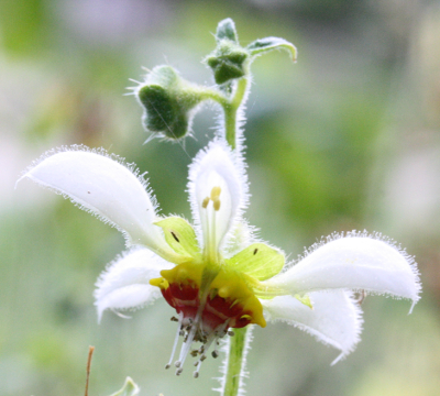 Loasa triphylla, Blumennessel
