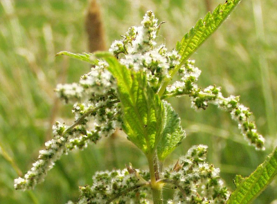 Urtica dioica, Große Brennnessel, weibliche Blüten