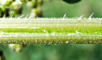 Urtica dioica, Groe Brennnessel, Stngel