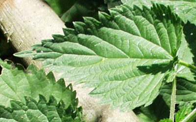 Urtica dioica, Große Brennnessel, Blatt