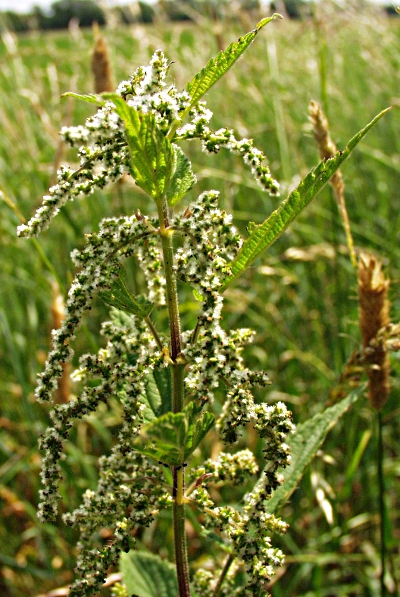 Urtica dioica, Groe Brennnessel, weiblich