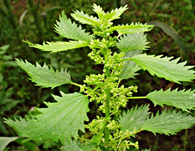 Urtica urens, Kleine Brennnessel