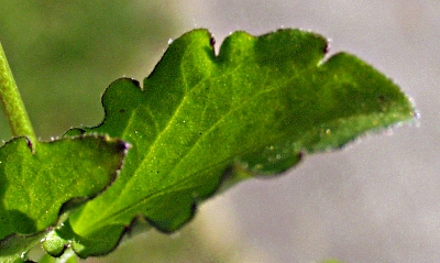 Viola arvensis, Acker-Stiefmtterchen, Blatt
