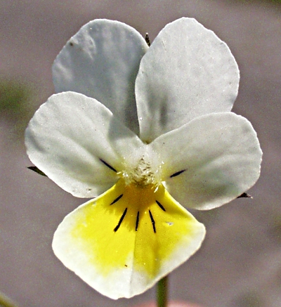Viola arvensis, Acker-Stiefmtterchen, Blte