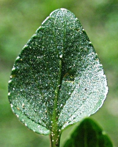 Hunds-Veilchen, Blatt