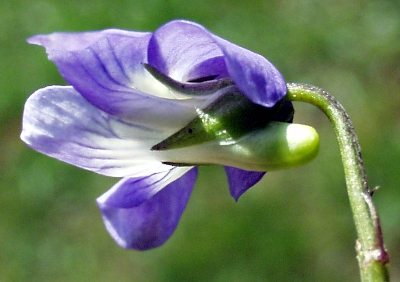 Hunds-Veilchen, Bl�te