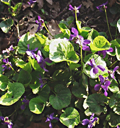 Viola odorata, Mrz-Veilchen