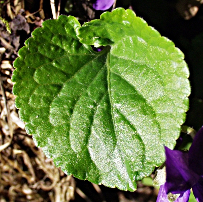 Viola odorata, Mrz-Veilchen, Blatt