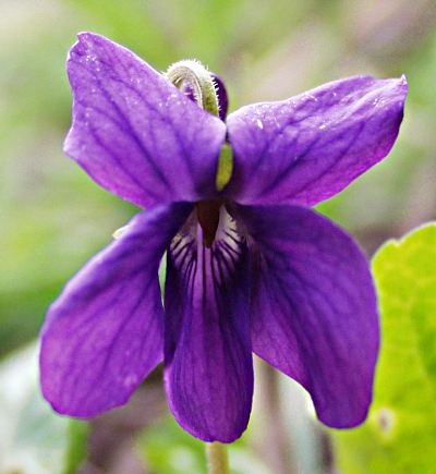 Viola odorata, Mrz-Veilchen, Blte