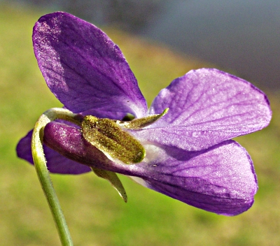 Viola odorata, März-Veilchen, Kelch