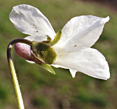 Viola odorata, März-Veilchen, weiße Blüte