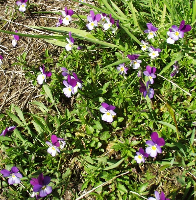 Viola tricolor, Wildes Stiefmütterchen