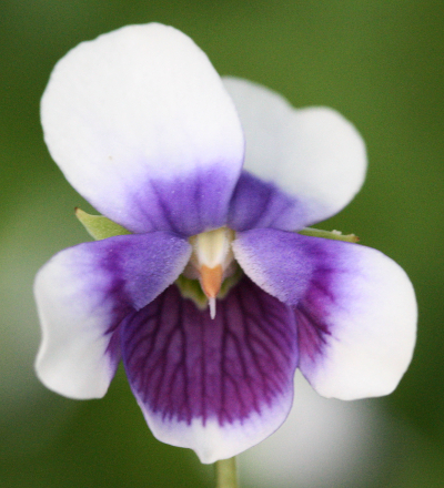 Viola hederaceae, Australisches Veilchen