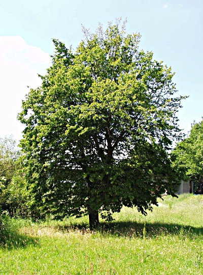 carpinus_betulus