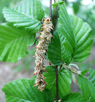 carpinus_betulus_kaetzchen